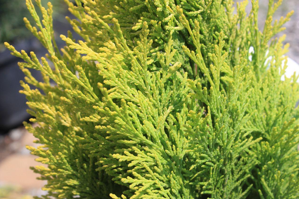 Кипарисовик Эректа Ауреа Erecta Aurea 3 шт. (38285146)
