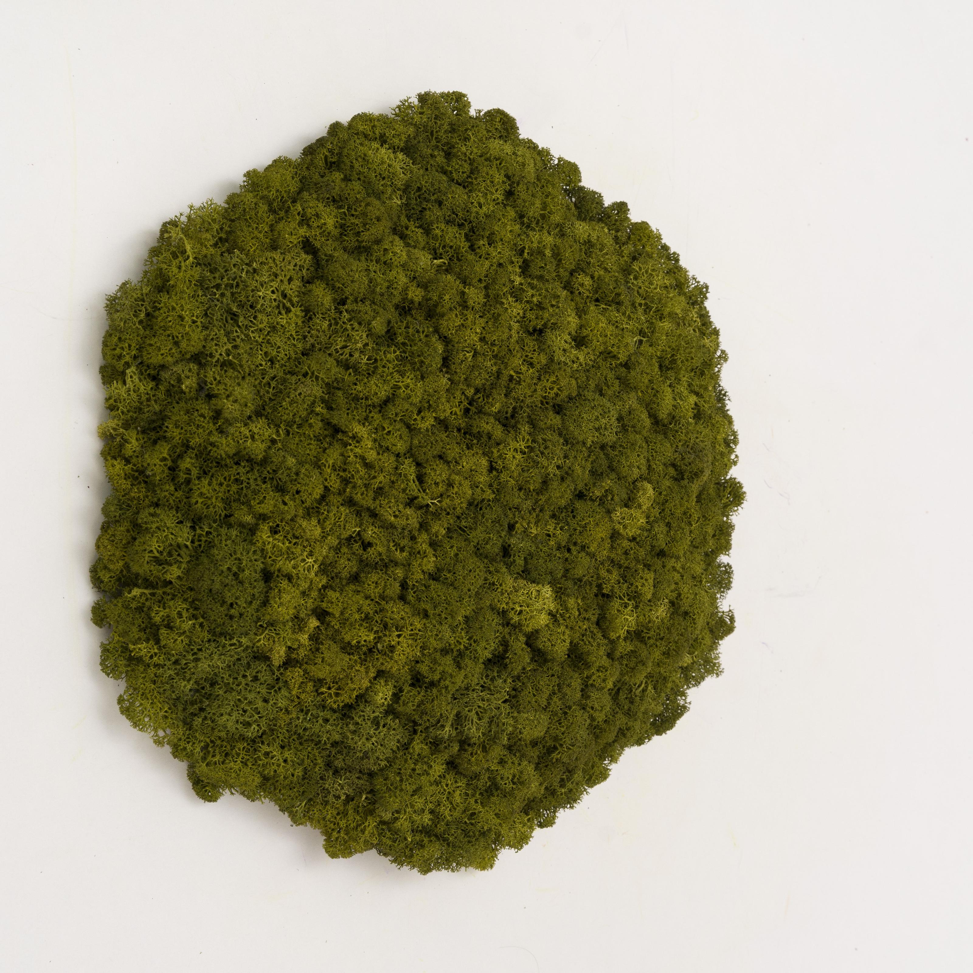 Декоративное панно из мха Organic Design шестиугольная панель 33 см Medium Green (702-03) - фото 5 Декоративное панно из мха Organic Design шестиугольная панель 33 см Medium Green (702-03) - фото 5