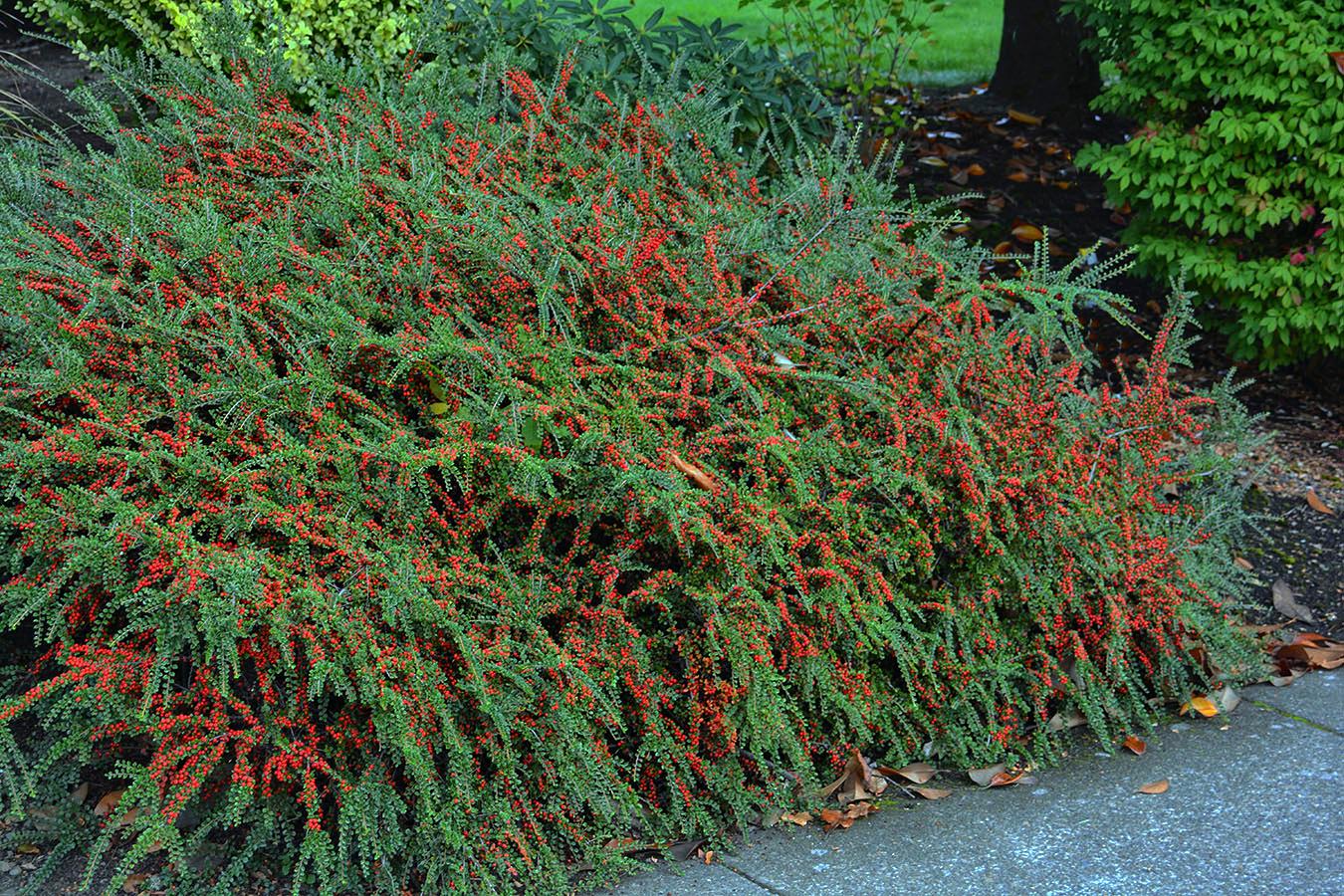 Кизильник горизонтальный Cotoneaster horizontalis 1 шт. (38286005) - фото 7