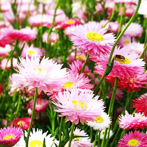 Семена Гелиптерум Florium розеум Гулливер (6085)