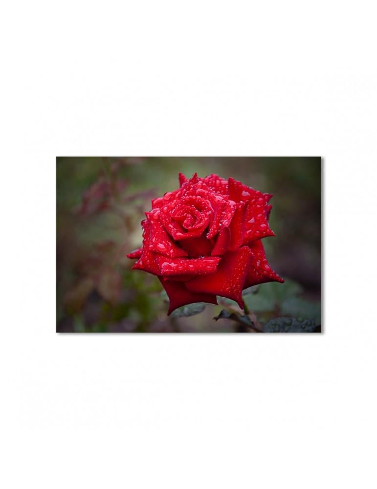 Картина модульная Роса на красной розе 1 модуль 70x105 см Картина модульная Роса на красной розе 1 модуль 70x105 см