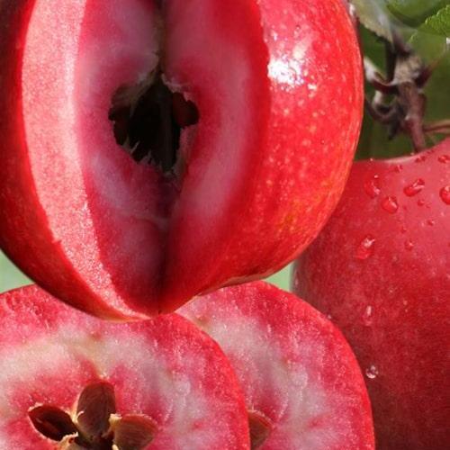Сажанец Яблоня красномясая Ред Кетти Red Katty летний сорт средний срок созревания (102133)