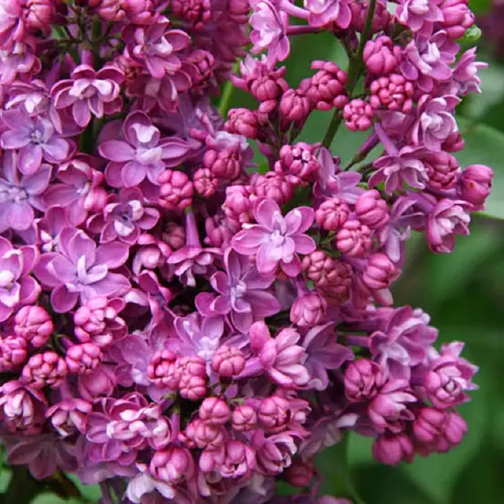 Саджанець бузку Богдан Хмельницький щеплена (14965005)