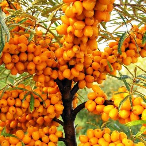 Саженец облепихи Великан женский поздний неприхотливый (908089855) - фото 3 Саженец облепихи Великан женский поздний неприхотливый (908089855) - фото 3