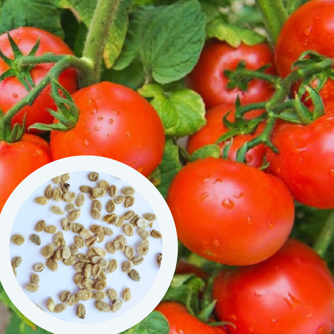 Семена Томат Санька  0,25 г 100 шт.  красный ультраспепелый низкорослый (RS-00824) - фото 3