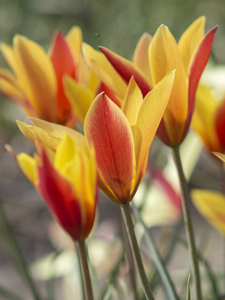 Луковицы цветов Тюльпани Clusiana Chrysantha 5 шт. (7324)