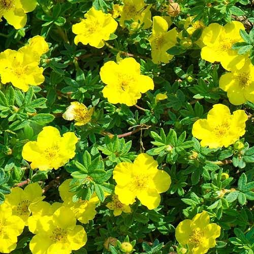 Лапчатка Florium Kobold (7995)