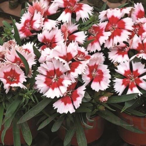 Семена цветов Кит гвоздика Syngenta Super Parfait Red Peppermint 250 шт. (BN00988-2)