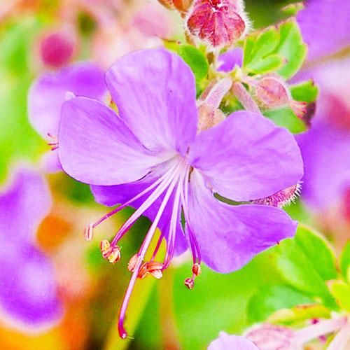 Герань Florium Cambridge (7005)