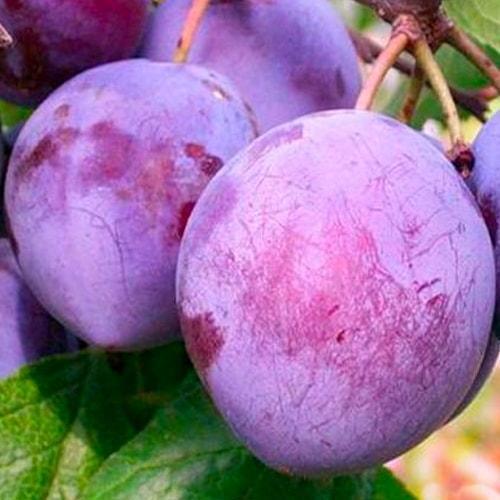 Сажанец Слива Валевская осенний сорт поздний срок созревания (39968)