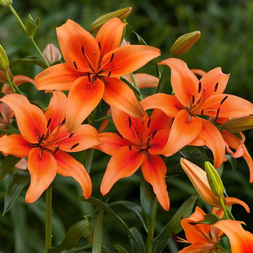 Лилия Sunset Boulevard Florium - фото 2 Лилия Sunset Boulevard Florium - фото 2