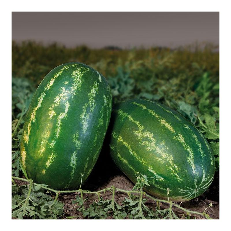 Насіння Кавун Kitano Seeds KS 350 F1 F1 100 шт. (2289586032)