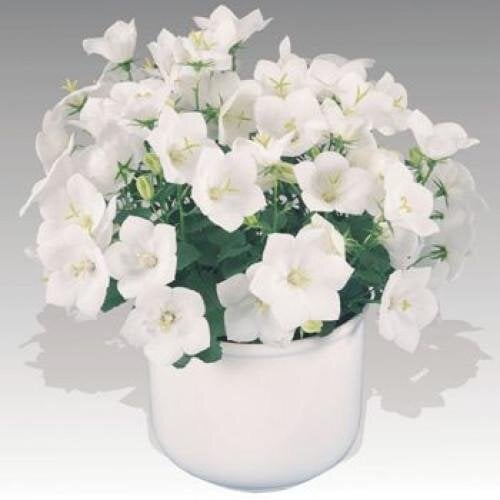 Семена цветов Колокольчик карпат Pearl White Benary 100 шт. (BN06209-3)