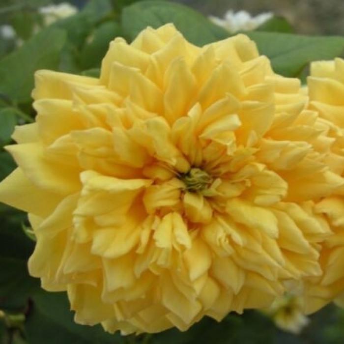 Роза Joelle Marouani Шраб в контейнере (2669460569)