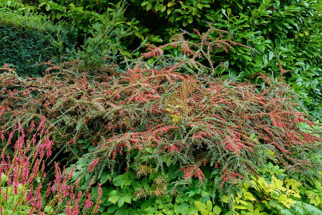 Кизильник горизонтальный Cotoneaster horizontalis 1 шт. (38286005) - фото 5