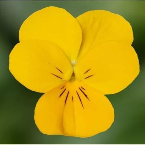 Семена цветов Виола рогатая Syngenta Penny Pro Yellow 25 шт. (BN13129-4)