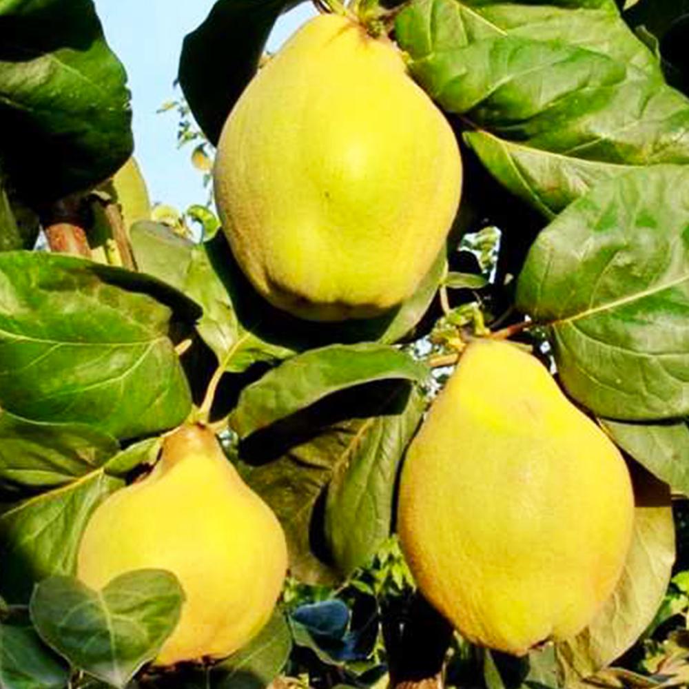 Саженец айвы Аврора 2-летний (14965783)