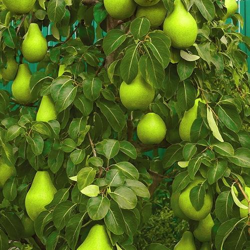 Груша колоновидная Зеленый дождь 2 года (29294249)