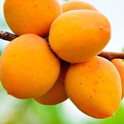 Сажанец Абрикос Ананасный Цюрупинский летний сорт средний срок созревания (21379)