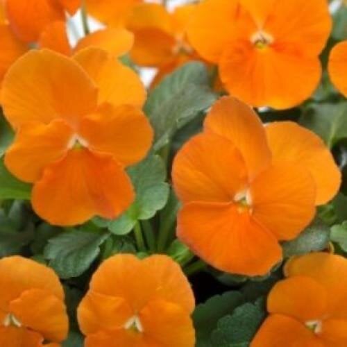 Семена цветов Виола рогатая Takii Floral Power F1 Deep Orange 50 шт. (BN11707-3)