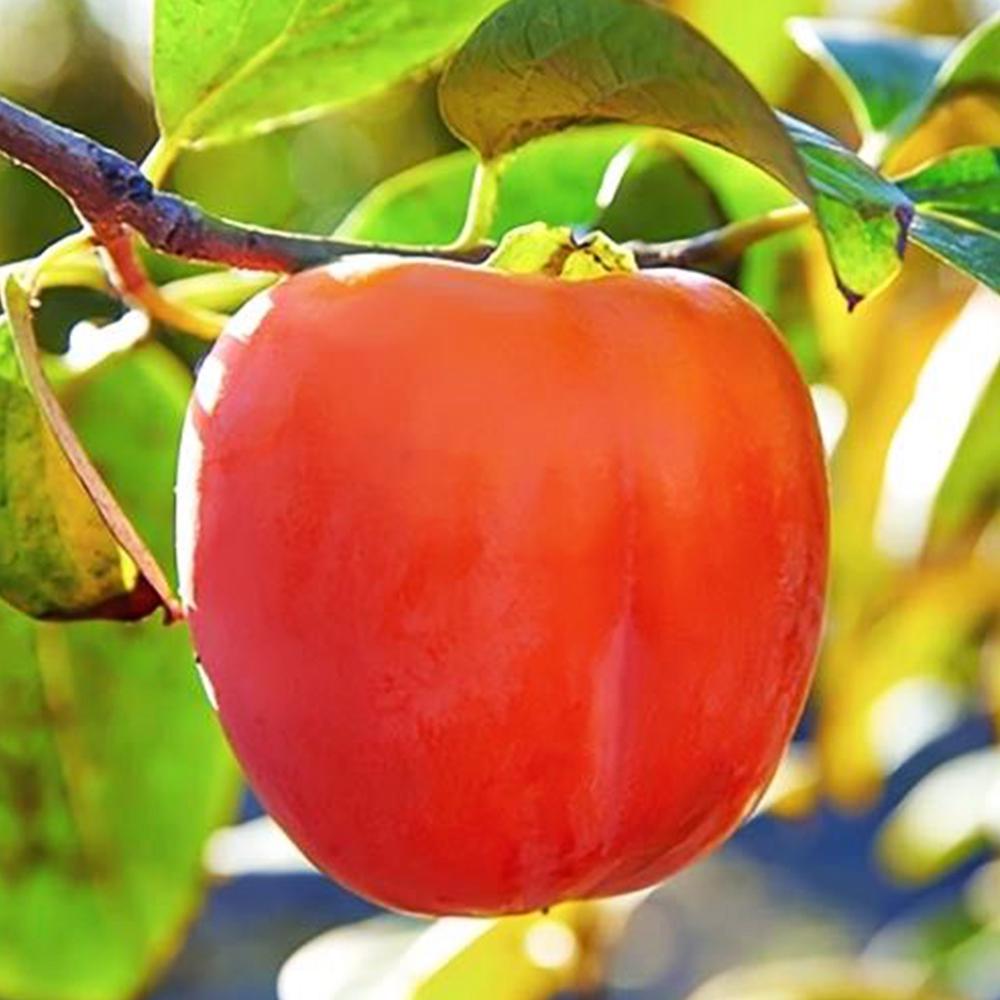 Саженец хурмы Королек 2 летний (14965771)