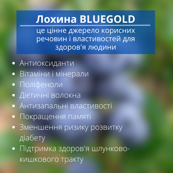 Саджанець лохини сорту Bluegold 2 роки 45-60 см (00248) - фото 4