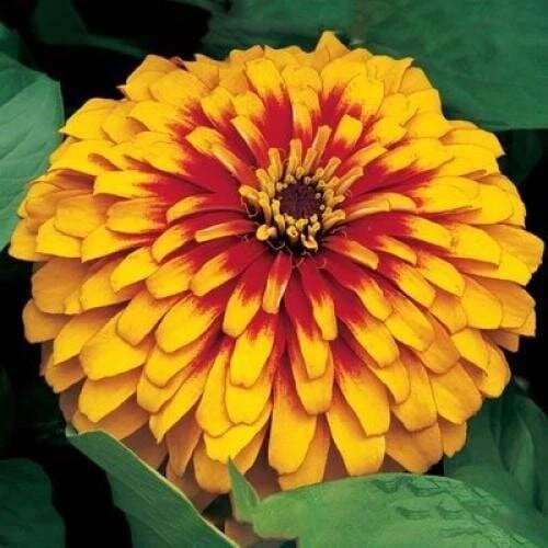 Семена цветов Syngenta Циния изящная Swizzle 500 шт. Scarlet/Yellow (BN12573)