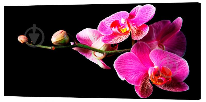 Картина на холсте Декор Карпаты Цветы 50х100 см (c2)