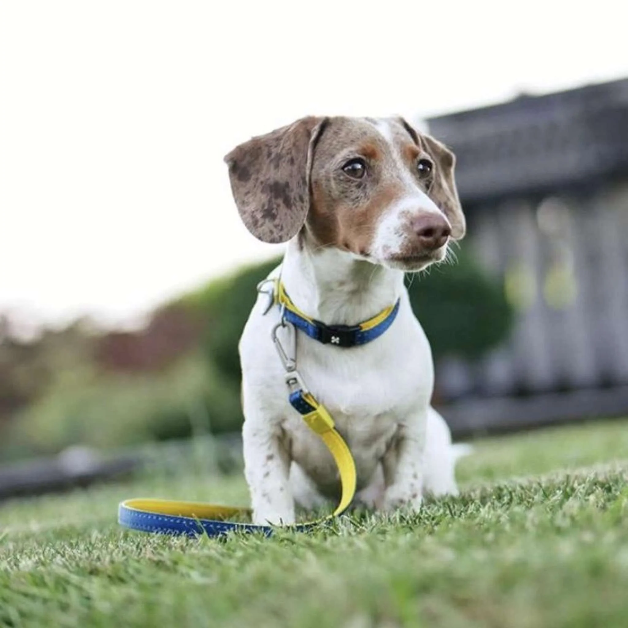 Ошейник для собак Max & Molly Smart ID Collar Matrix XS Yellow (216081) - фото 2 Ошейник для собак Max & Molly Smart ID Collar Matrix XS Yellow (216081) - фото 2
