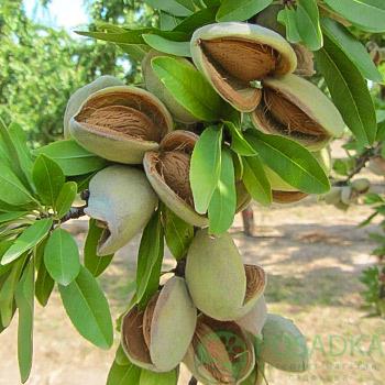 Миндаль сорт Виктория 1-летний (14896121)