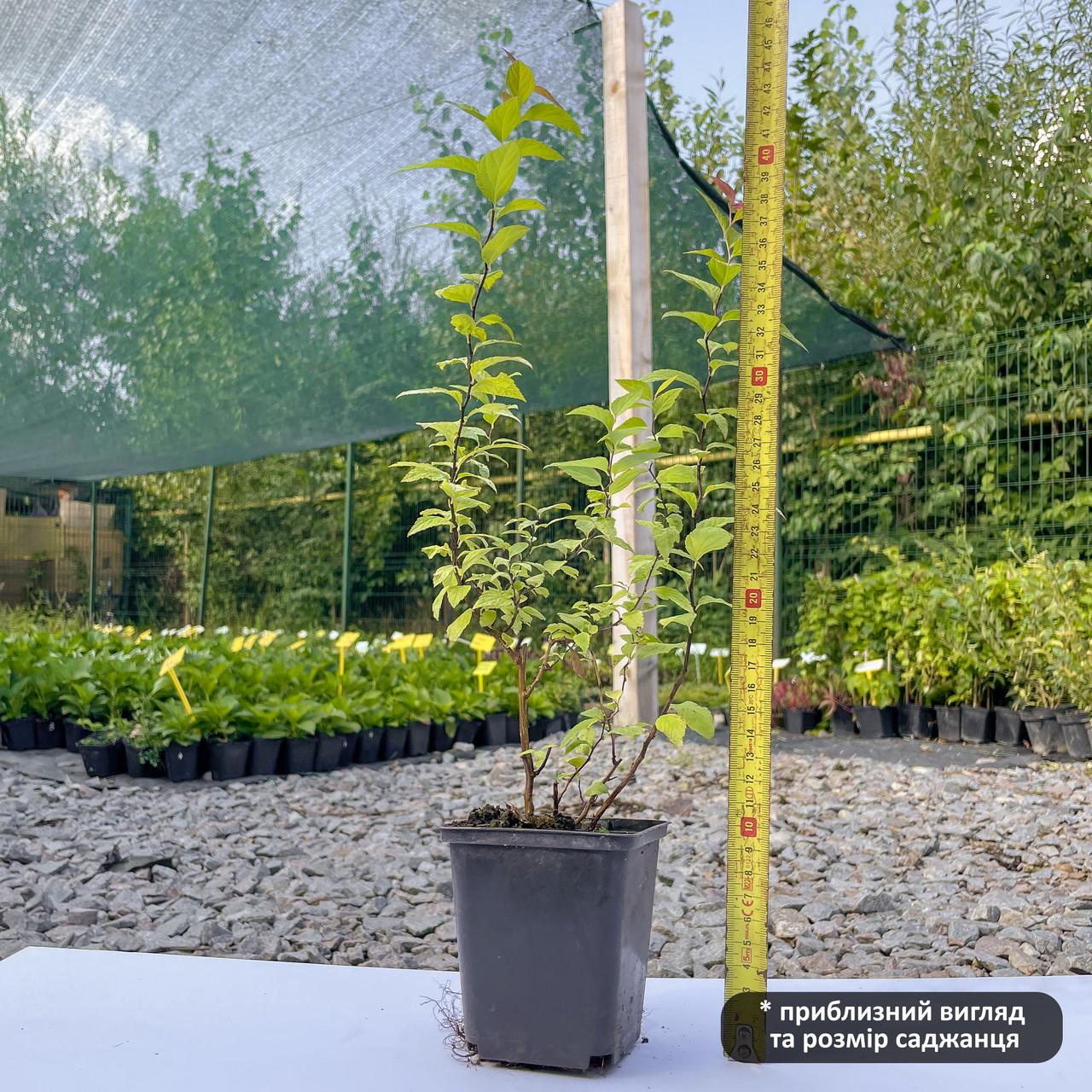 Саджанець спіреї японської Spiraea japonica Goldflame Р9 (1041577637) - фото 3 Саджанець спіреї японської Spiraea japonica Goldflame Р9 (1041577637) - фото 3