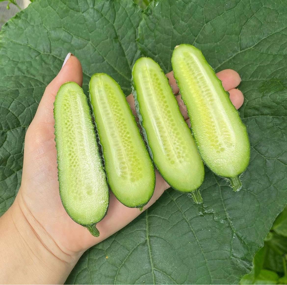 Насіння Cultiva Огірок Кібрія F1 10 шт. (O8) - фото 2