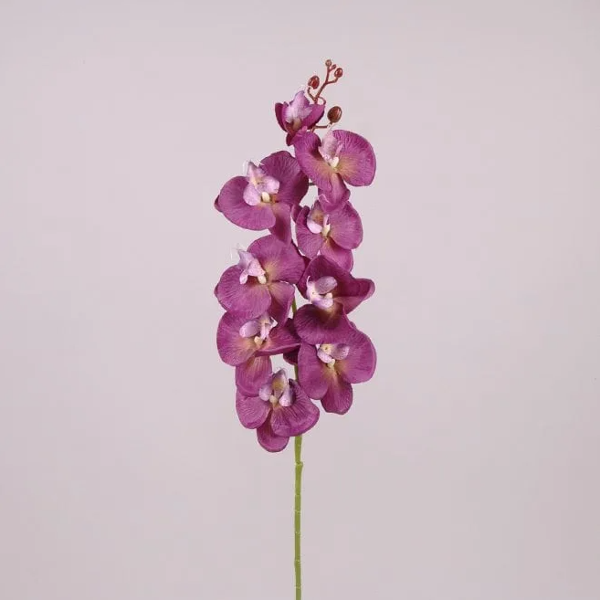 Цветок Фаленопсис Flora Фиолетовый (71225)