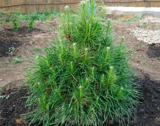 Сосна звичайна Pinus sylvestris 3 шт. (38284829)