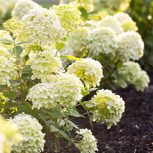 Гортензия Florium Little Passion (15398)