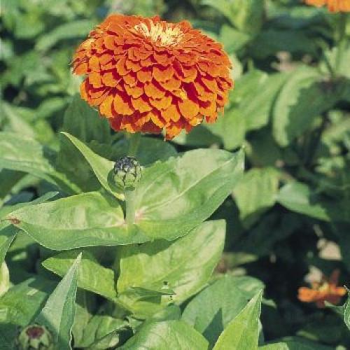 Семена цветов Benary Циния Benary's Giant Orange 25 шт. (BN02858-4)
