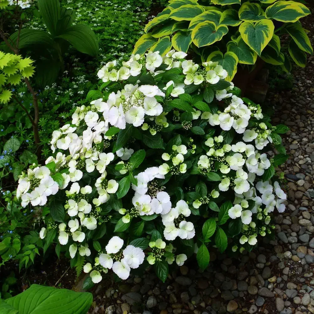 Саженец гортензии ампельной Hydrangea hybrid Runaway Bride Р9 (1736589840)