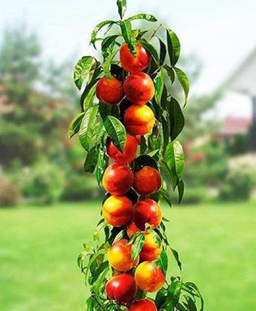 Сажанець Нектарин Колоновидний Рубіс Rubis (101940)