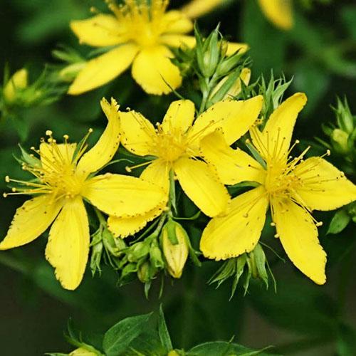 Семена Звіробій Florium Оптиміст (17192)