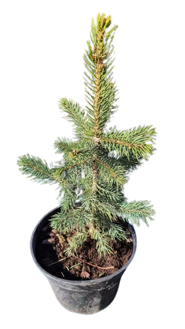 Ялина колюча Super Blue Seedling SBS саджанець у горщику 3 л