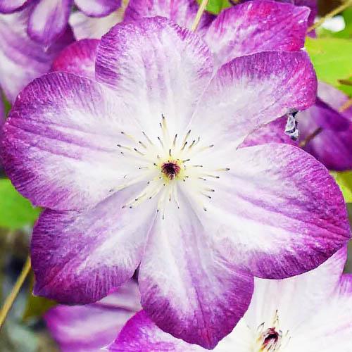 Клематис Pernille Florium