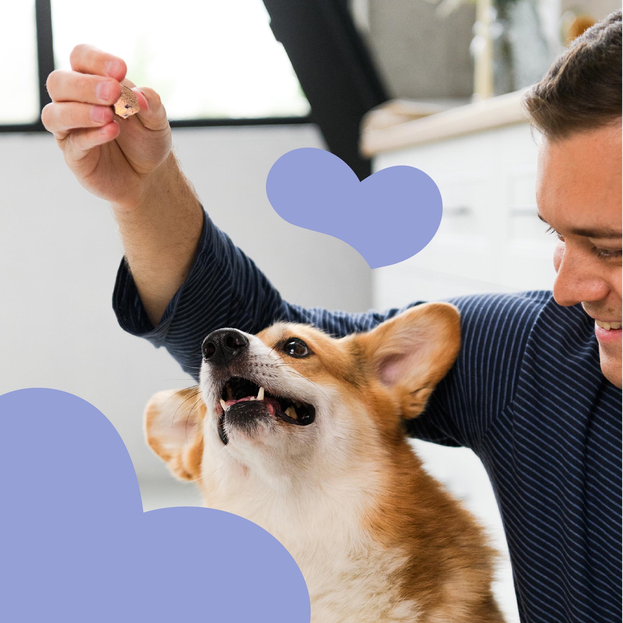 Лакомство для собак Mavsy freeze dried TURKEY SOUFFLE WITH BLUEBERRIES суфле из индейки с черникой от 3-х месяцев 50 г (24624824) - фото 5 Лакомство для собак Mavsy freeze dried TURKEY SOUFFLE WITH BLUEBERRIES суфле из индейки с черникой от 3-х месяцев 50 г (24624824) - фото 5