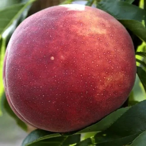 Саджанець персика великоплідний Флемінг Ф'юрі 5B (2833251559)