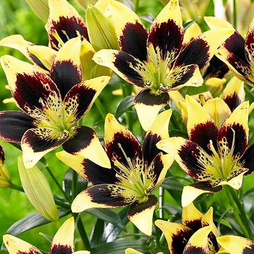 Лилия Easy Dance Florium - фото 2 Лилия Easy Dance Florium - фото 2