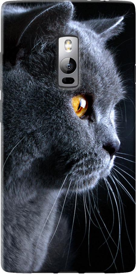 Чехол на OnePlus 2 Красивый кот (3038u-386-42517)