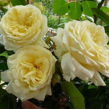 Саджанець плетистої троянди Ельф Rose Elfе (18296185)