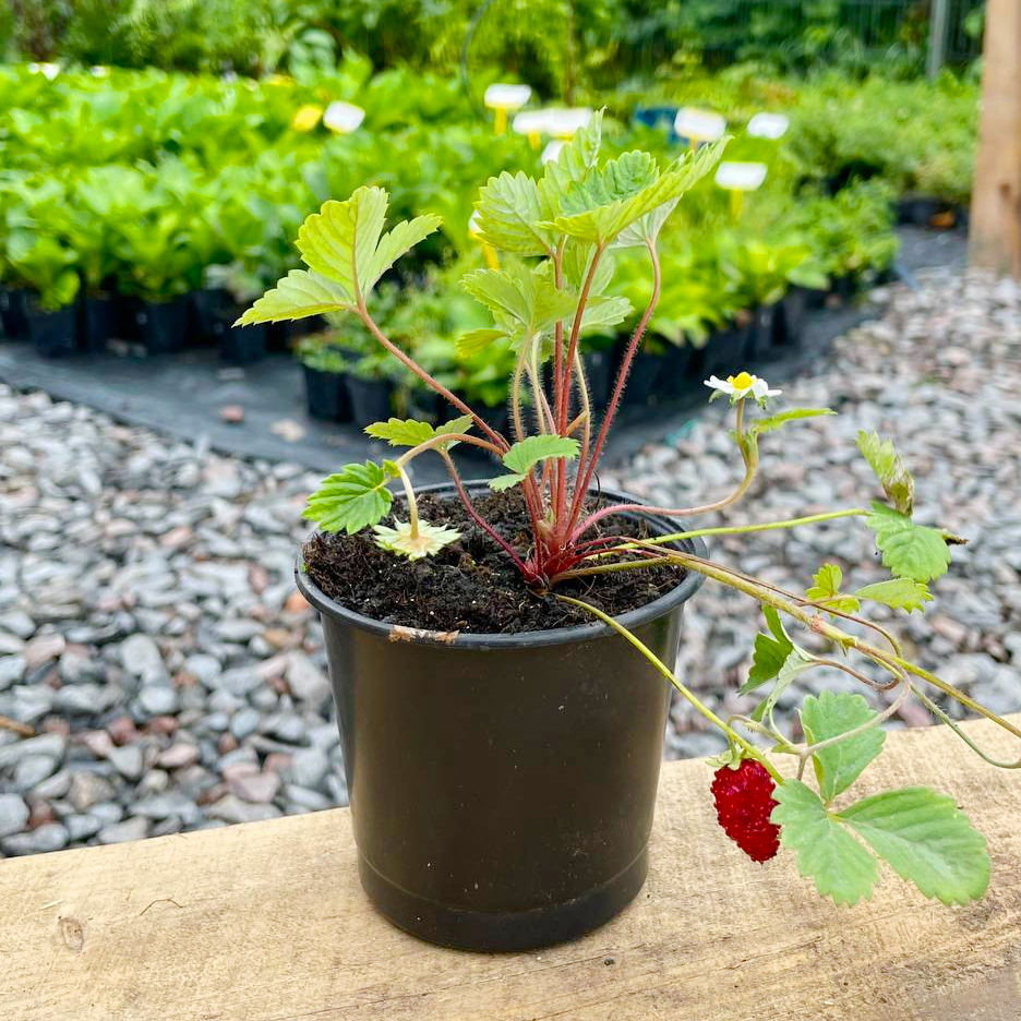 Саженец земляники Регина очень ранняя (1962994427) - фото 2 Саженец земляники Регина очень ранняя (1962994427) - фото 2