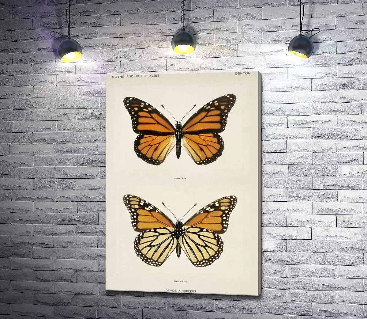 Картина ArtPoster Помаранчево-чорний візерунок крилець метелика монарха 87x130 см Модуль №1 (003506)