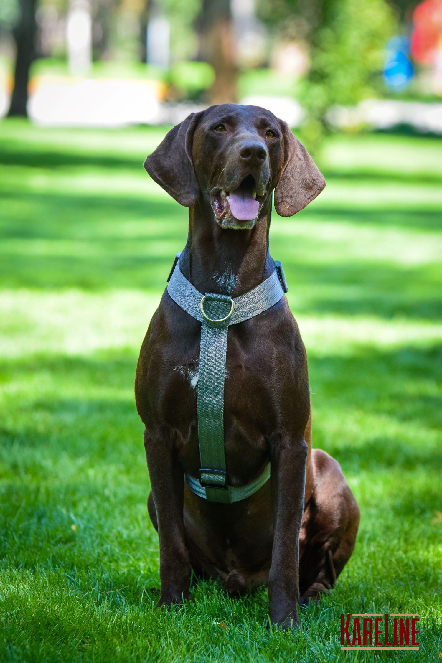 Шлея анатомическая KareLine из нейлона со светоотражающими элементами 25 мм А:340-540 мм В:470-690 мм Хаки (0976/15) - фото 4