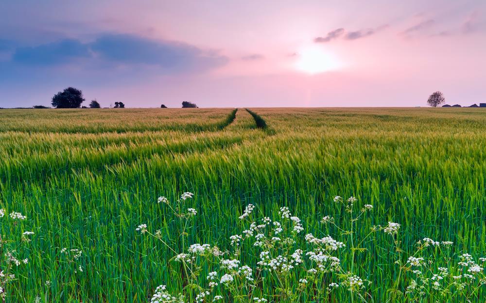 Картина Природа  PR055 35х55 см